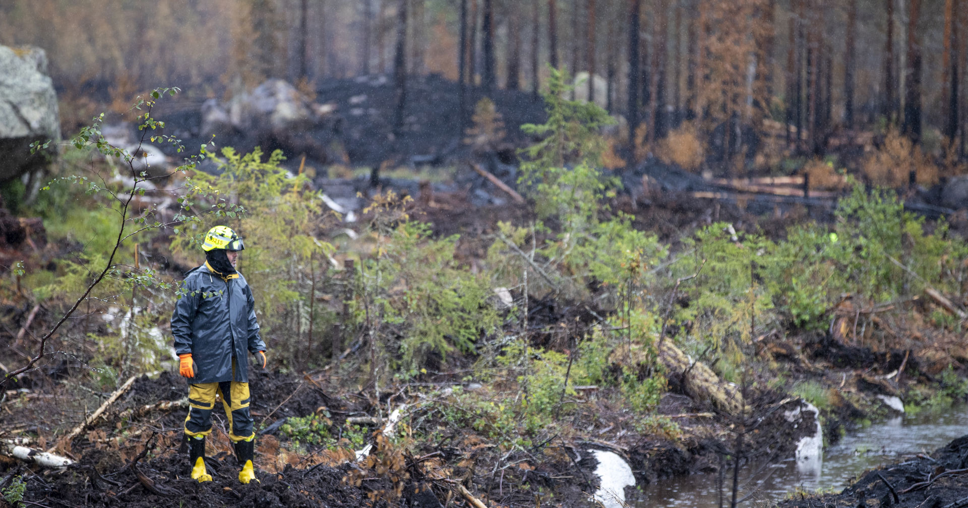 Person tittar på en bränd skog.